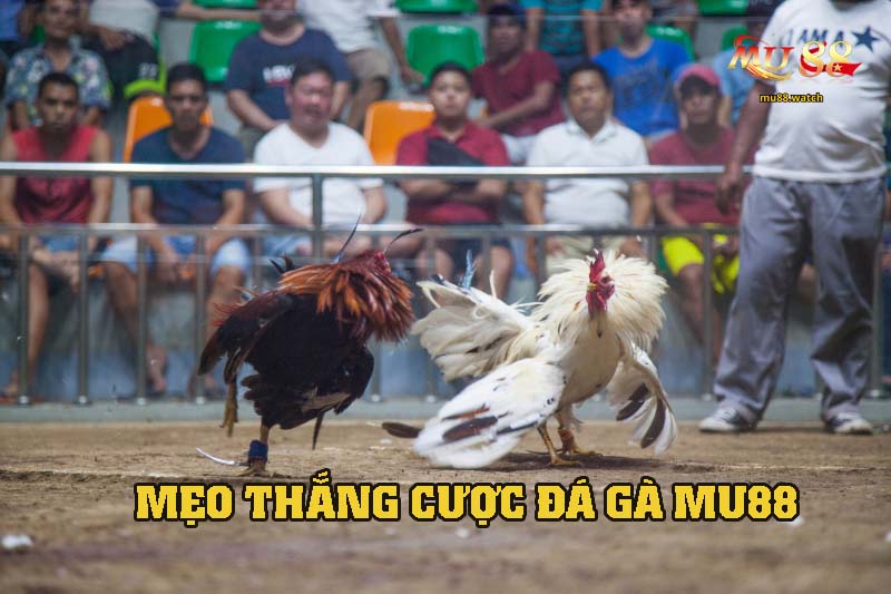 Cập nhật thường xuyên mẹo để thắng cược