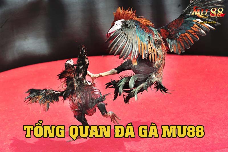 Tổng quan sảnh đá gà nhà cái này uy tín